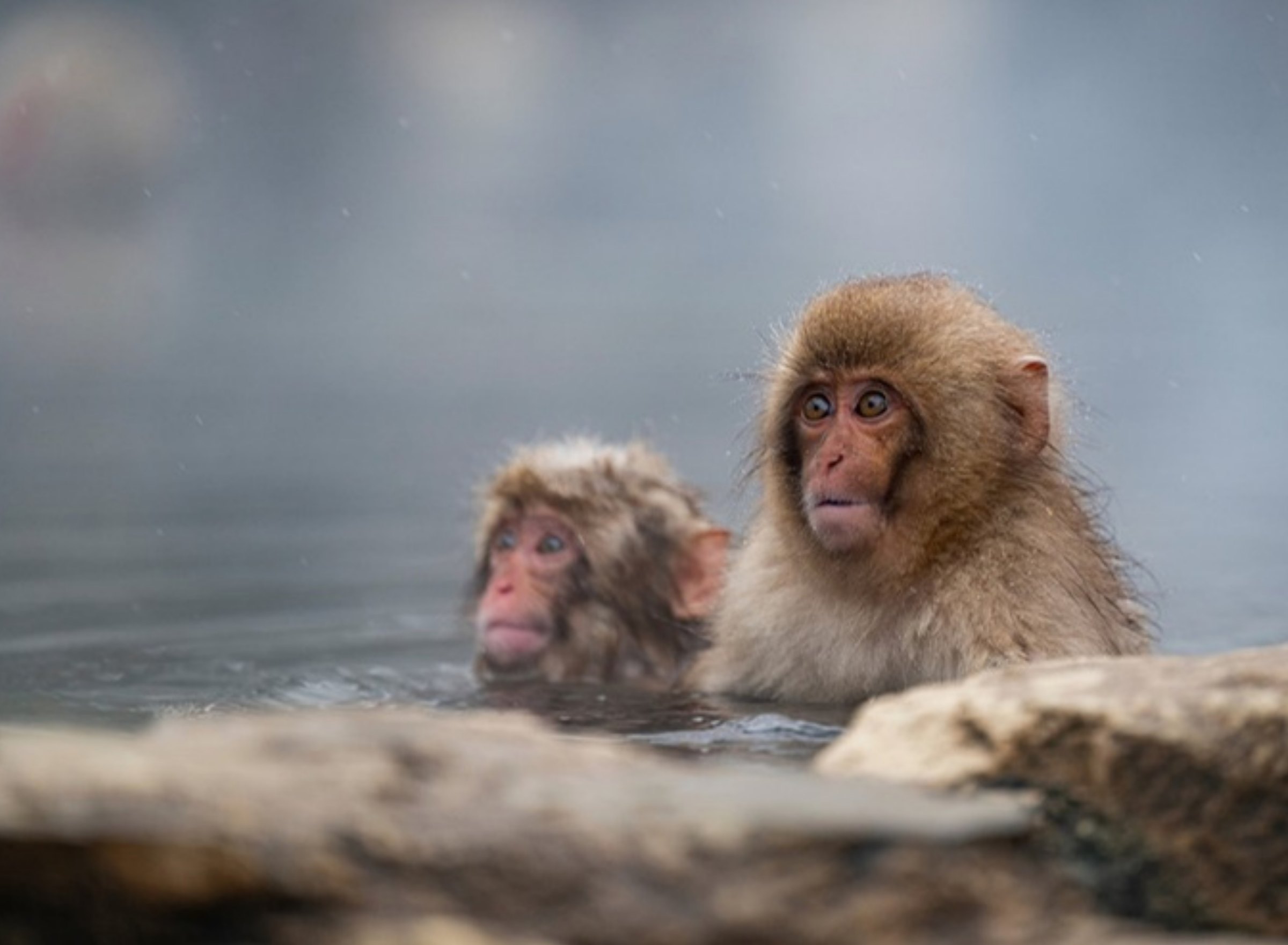 Bathing Monkeys, Dancing Cranes
